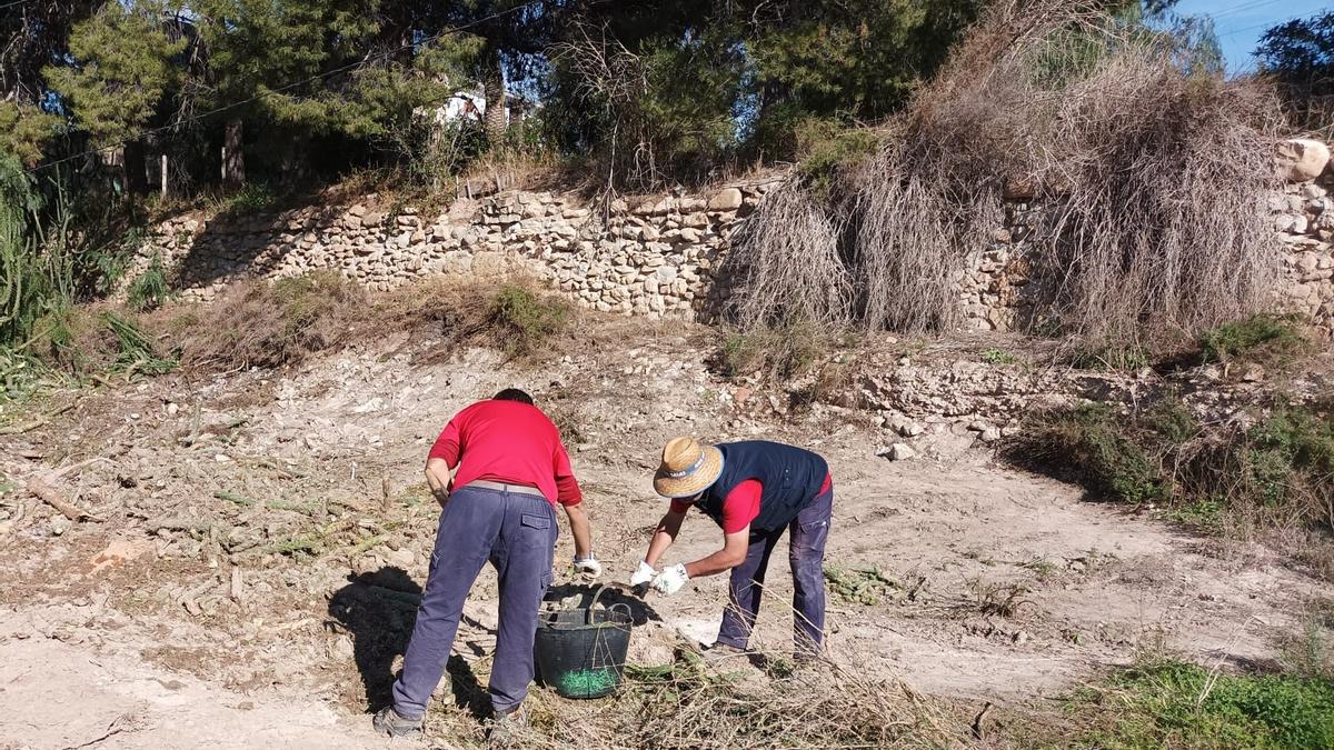 Los trabajos para retirar el cactus invasor en Novelda.