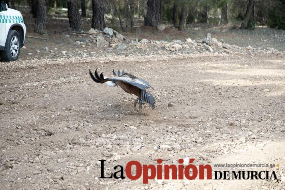 Liberan un Buitre Leonado en la Sierra de Mojantes