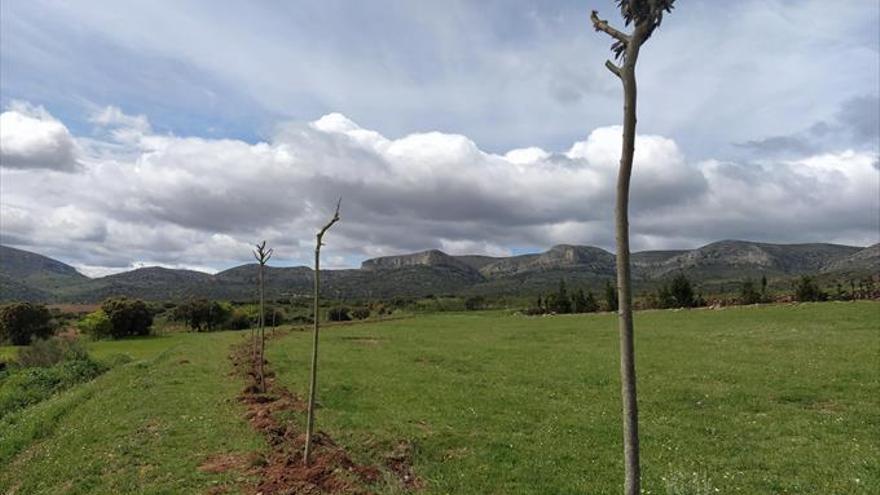 El ayuntamiento lleva a cabo la repoblación de más de mil árboles