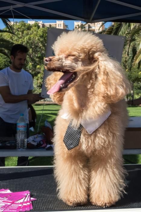 Feria de Mascotas de Maspalomas 2016