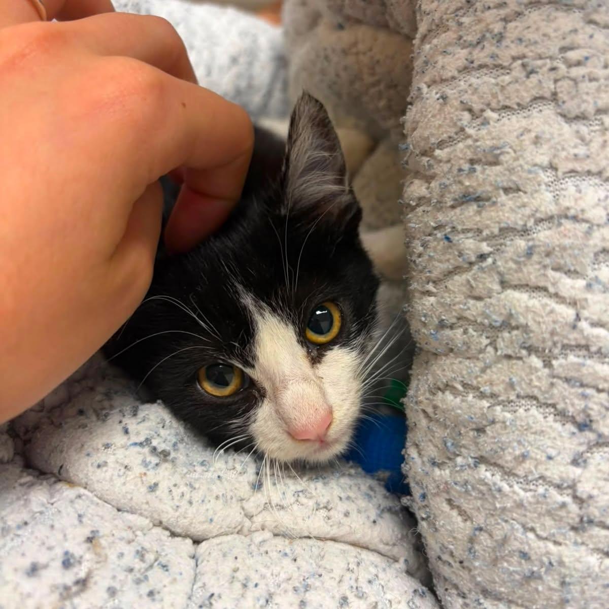 La gata se recupera tras su operación.