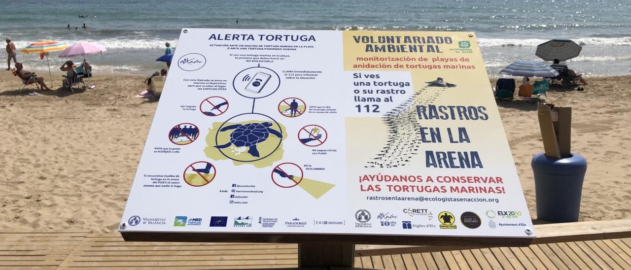 Campaña de voluntariado ambiental en Elche para proteger a la tortuga boba