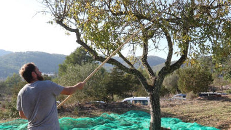 Recogida de almendra en una finca de Ibiza en una imagen de septiembre del año pasado.