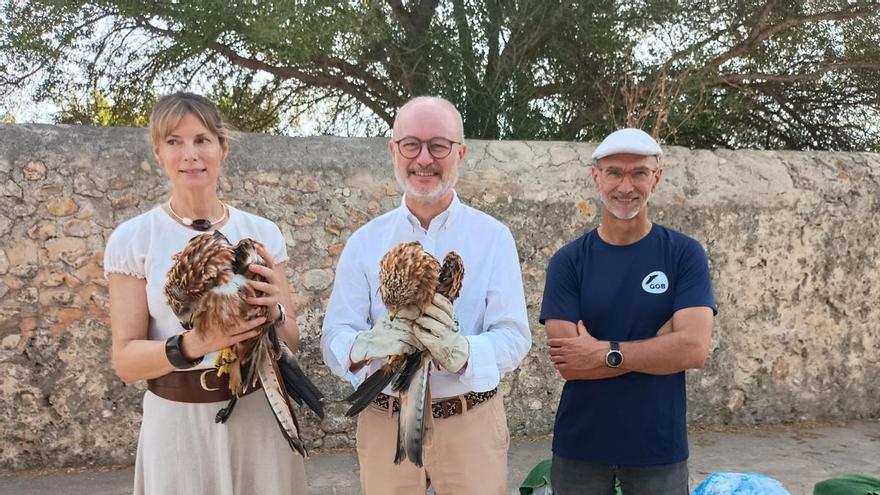 Liberan cuatro milanos en Raixa dentro del programa de recuperación de la especie en Mallorca