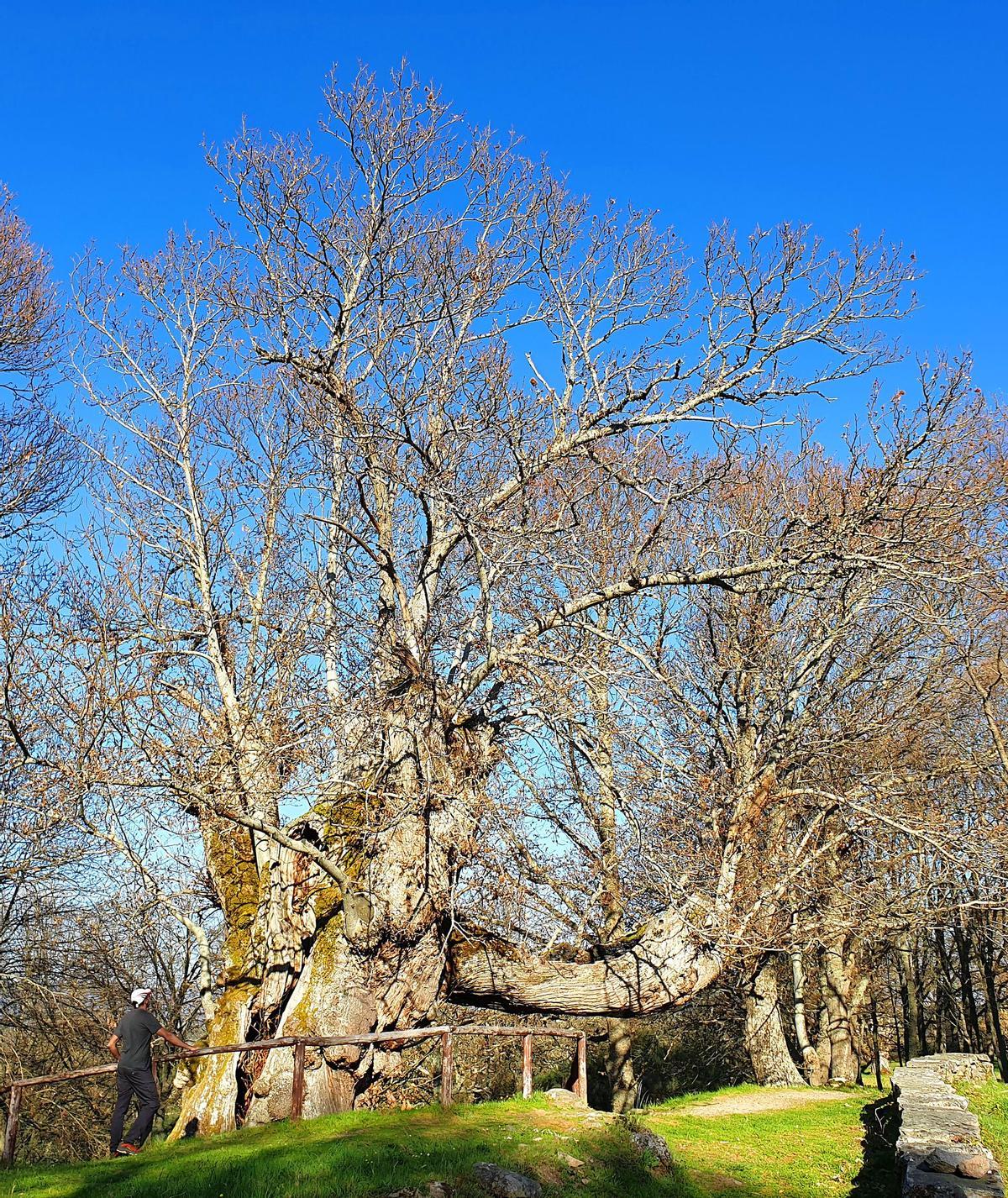 Manzaneda (Ourense). "Castiñeiro Pumbariños", el árbol castaño con mayor circunferencia de Galicia (13,85 m), y más de mil años de edad. Ubicado en el monumento natural "Souto de Rozavales"