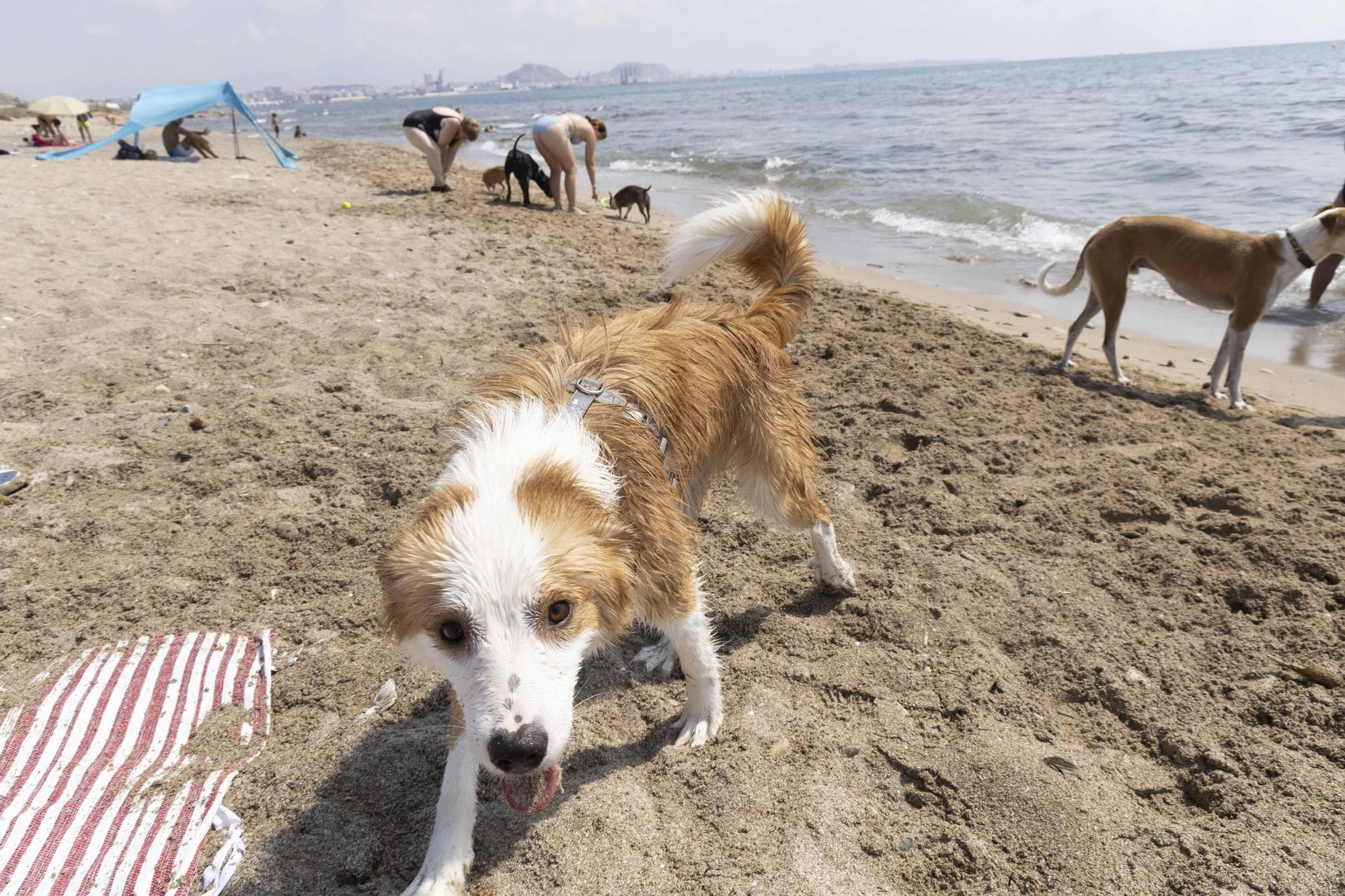 La playa canina de Agua Amarga de Alicante se queda sin servicios para perros