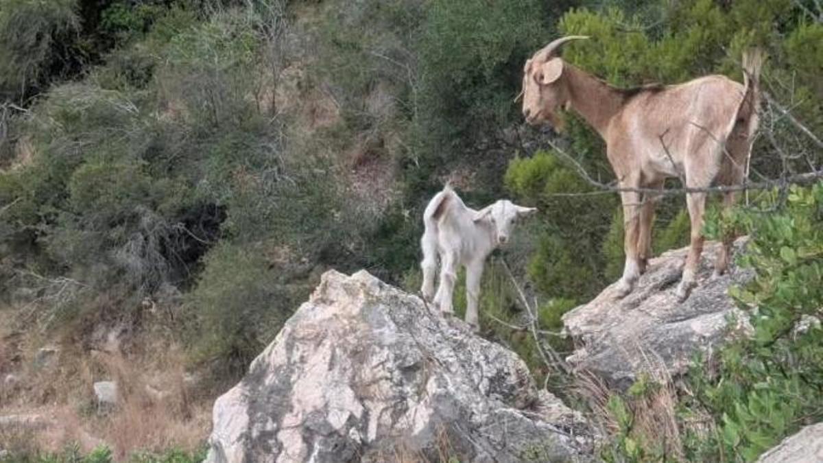 Un grupo de cabras en la montaña de Les Creus de Tavernes.