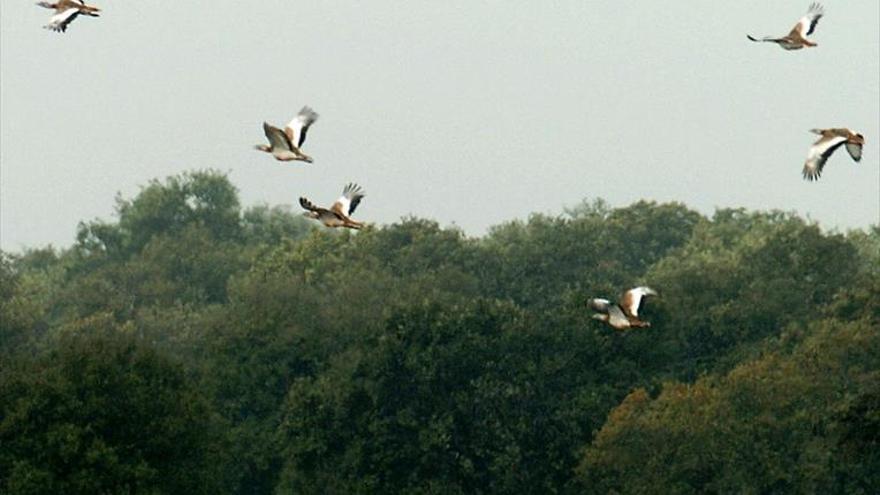 Los ecologistas alertan del descenso «brutal» de aves esteparias en Córdoba