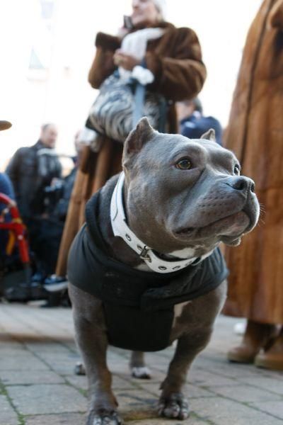 Los perros gobiernan por san Antón en Zamora