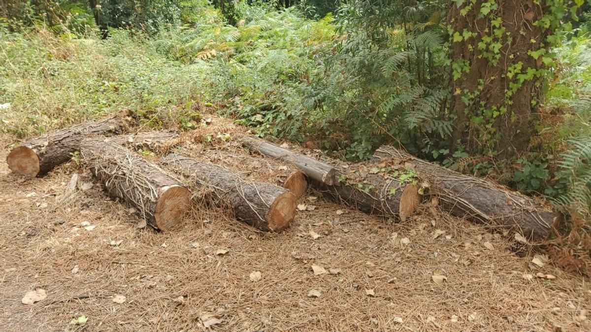 Lo que sobra en A Toxa es madera muerta y malas hierbas
