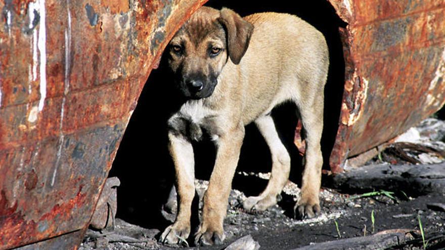 Un perro callejero, en una fábrica abandonada.