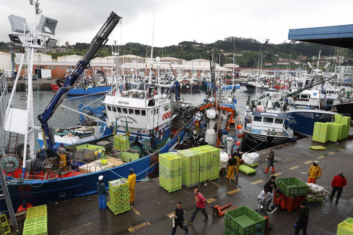 EN IMÁGENES: "Intensa y épica" descarga en Lonja Gijón: más de 65.000 cajas de bocarte y 550.000 kilos de pescado rulado