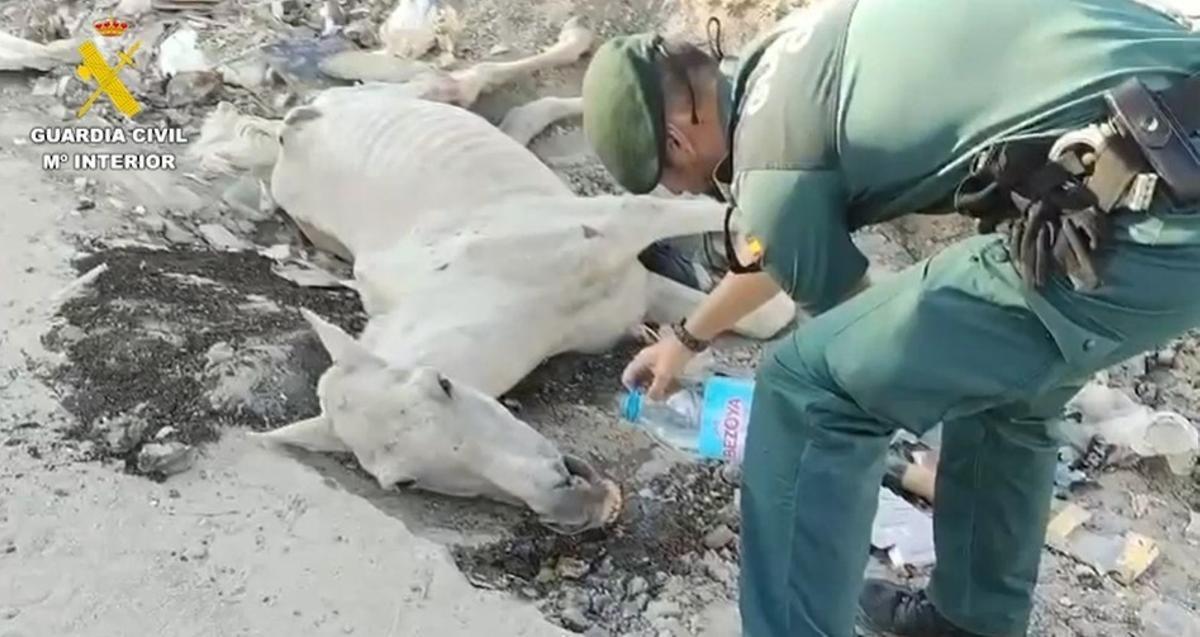 Agente de la Guardia Civil junto al caballo abandonado en Valdemingómez al que hubo que practicar al eutanasia.