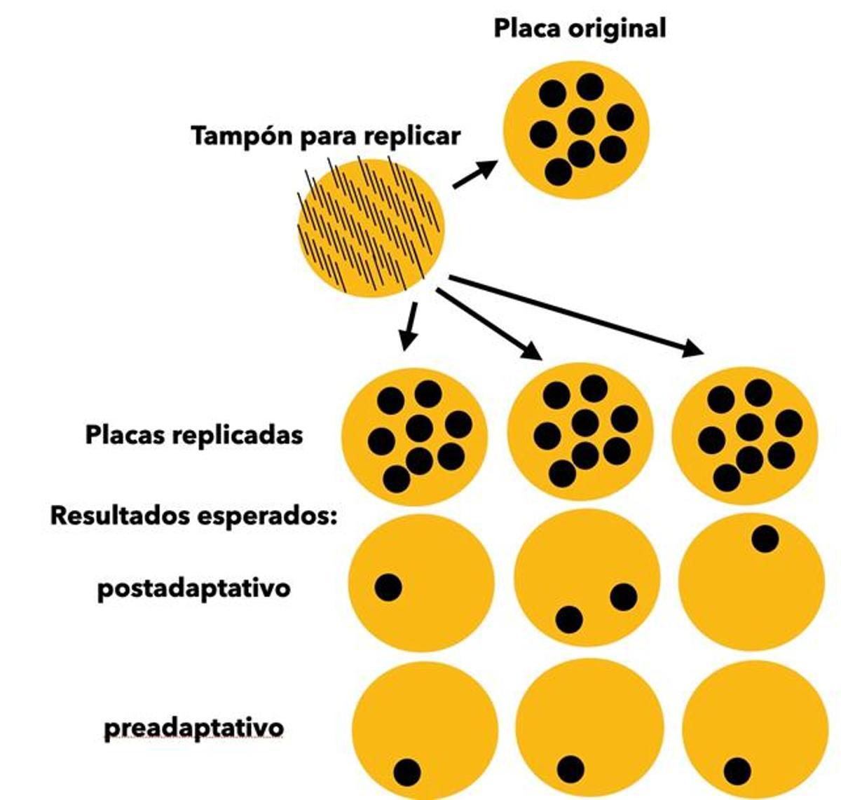 Diferentes colonias resistentes en las distintas placas.
