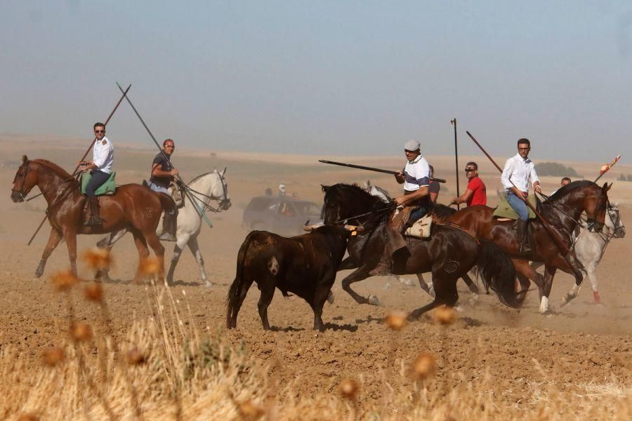 Encierro campero en Moraleja del Vino