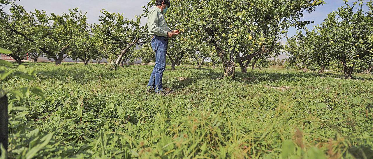 Un productor revisa sus cultivos de limones ecológicos en Bigastro. | TONY SEVILLA