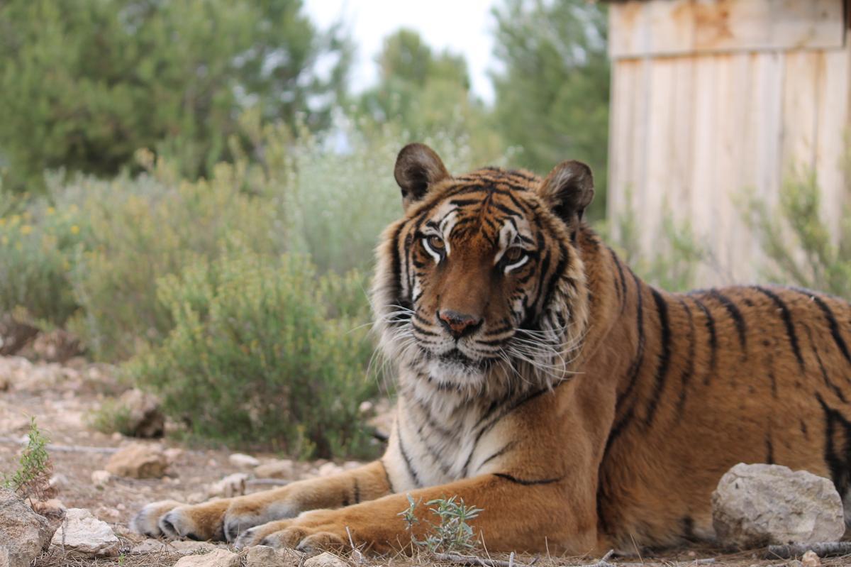 La tigresa Luli disfrutando de una apacible tarde en el recinto de grandes felinos de AAP España.