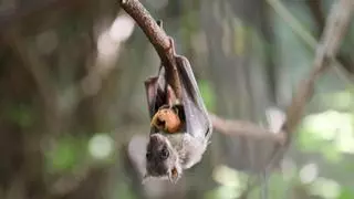 Los murciélagos pueden tener la clave de la sordera humana