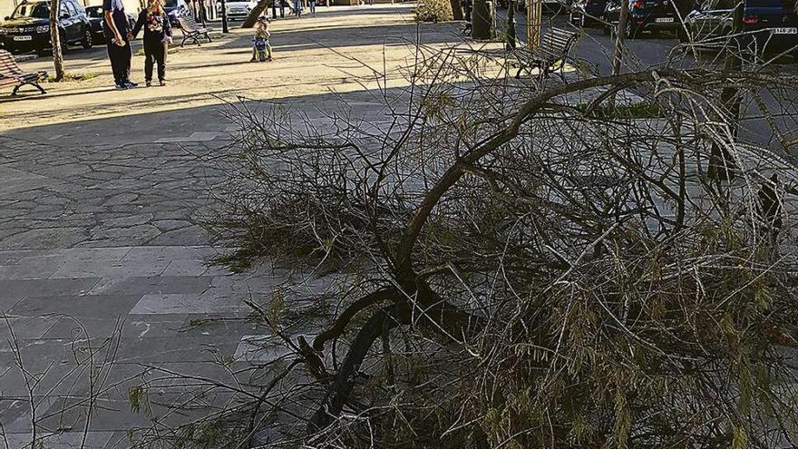 Abandono en el Born del Molinar