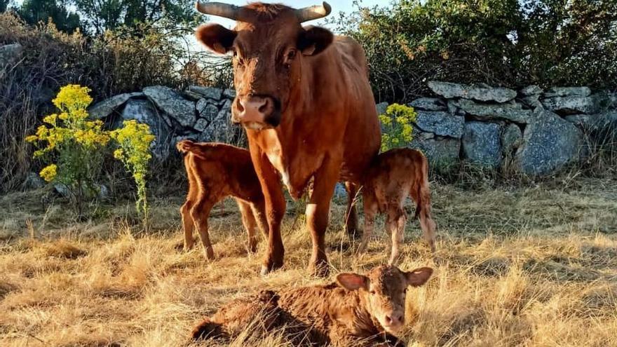 La vaca con los tres terneros.