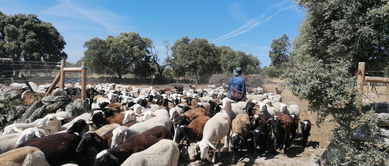 Una ganadera zamorana pastoreando con sus ovejas