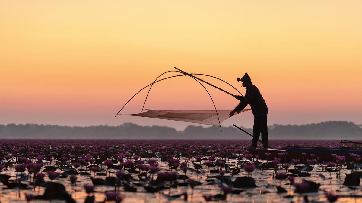 Nong Han Kumphawapi o el Lago de los Lotos Rojos es un enrome lago de agua dulce situado en la provincia de Udon Thani, en el noreste de Tailandia. Entre los meses de noviembre y marzo, millones de flores de loto de color rosa cubren su superficie, transformándolo en un espectáculo natural impresionante