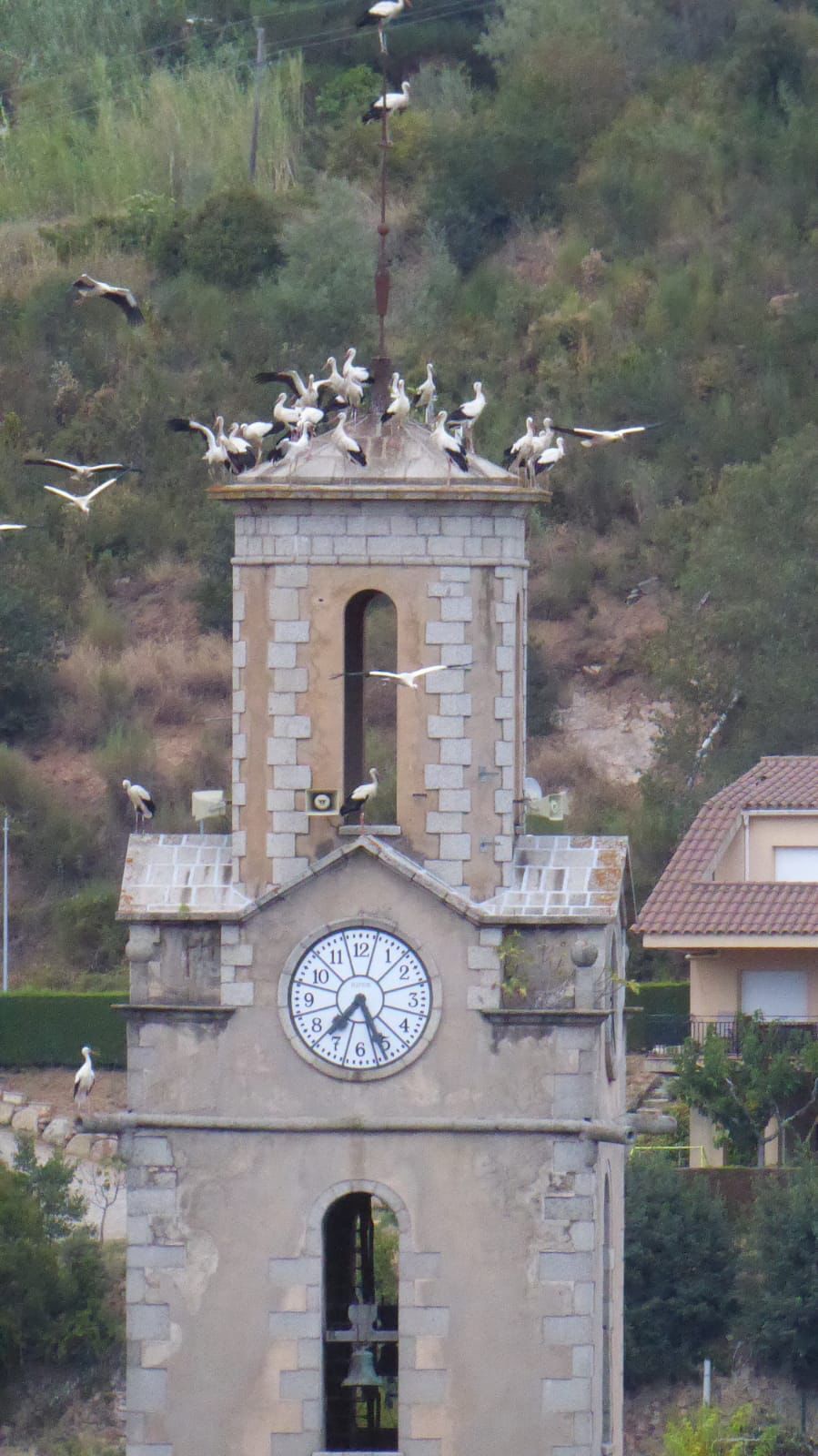 Centenars de cigonyes envaeixen Arbúcies