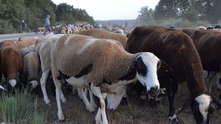 Un rebaño de ovejas durante la trashumancia de camino a la sierra.