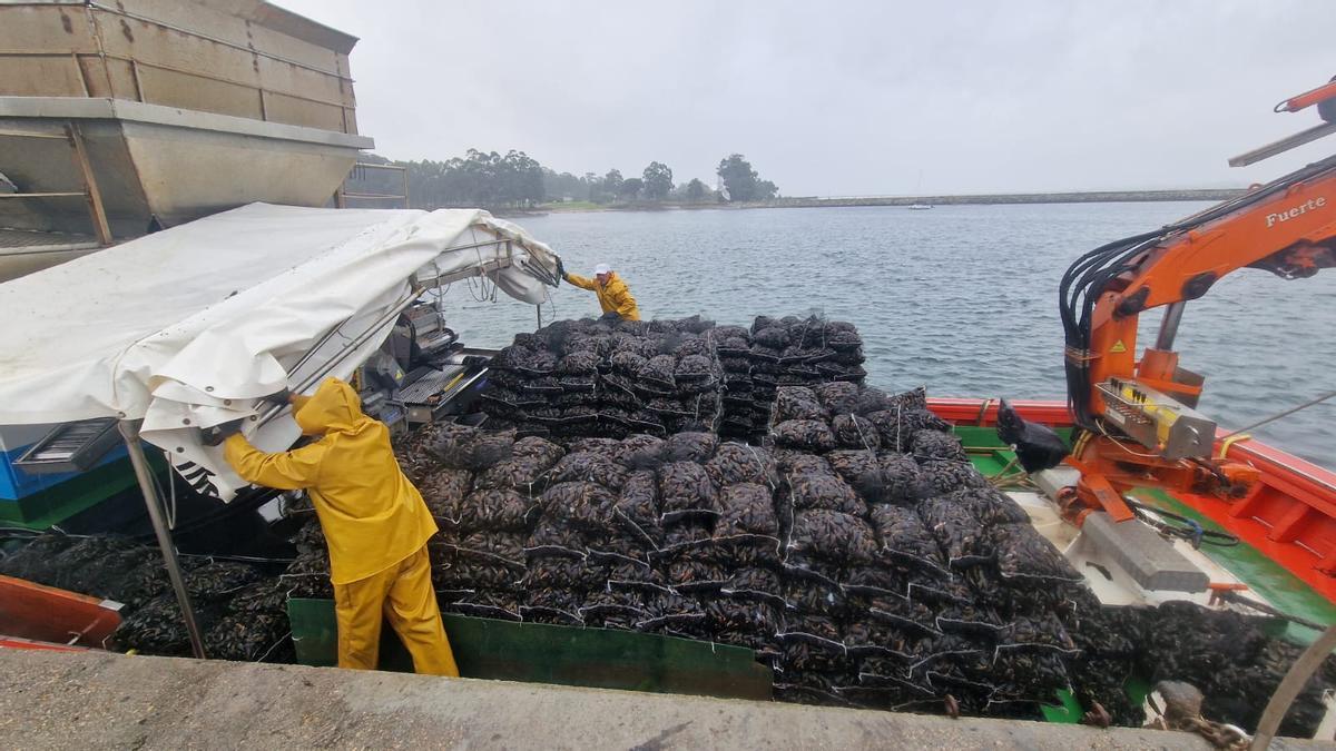 A fresco se envía “mejillón del día”, que se saca de la cuerda y se mete en sacos para llevarlo a puerto, y reparcado. Este se saca de las cuerdas, se mete en sacos y en ellos permanece durante días dentro del agua, antes de su descarga. Aguanta mejor el trayecto a mercados como Italia, que tiene predilección por este sistema.