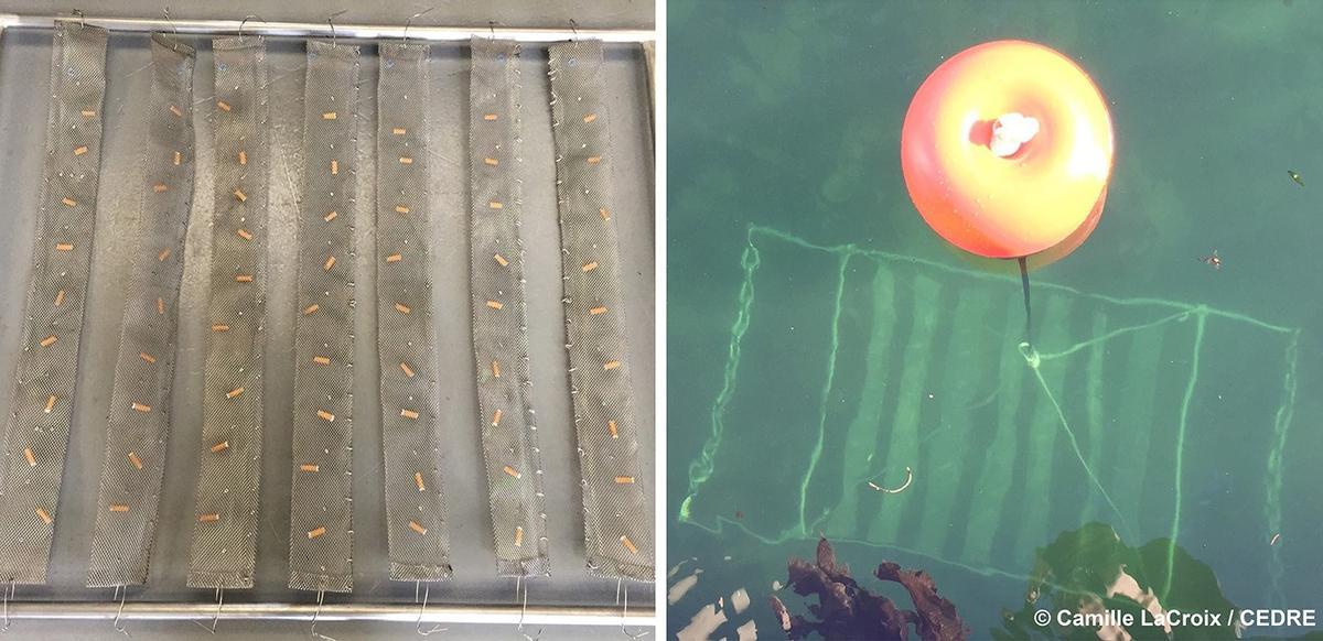 Estudios con colillas en zonas controladas de una playa y la marina de Brest.