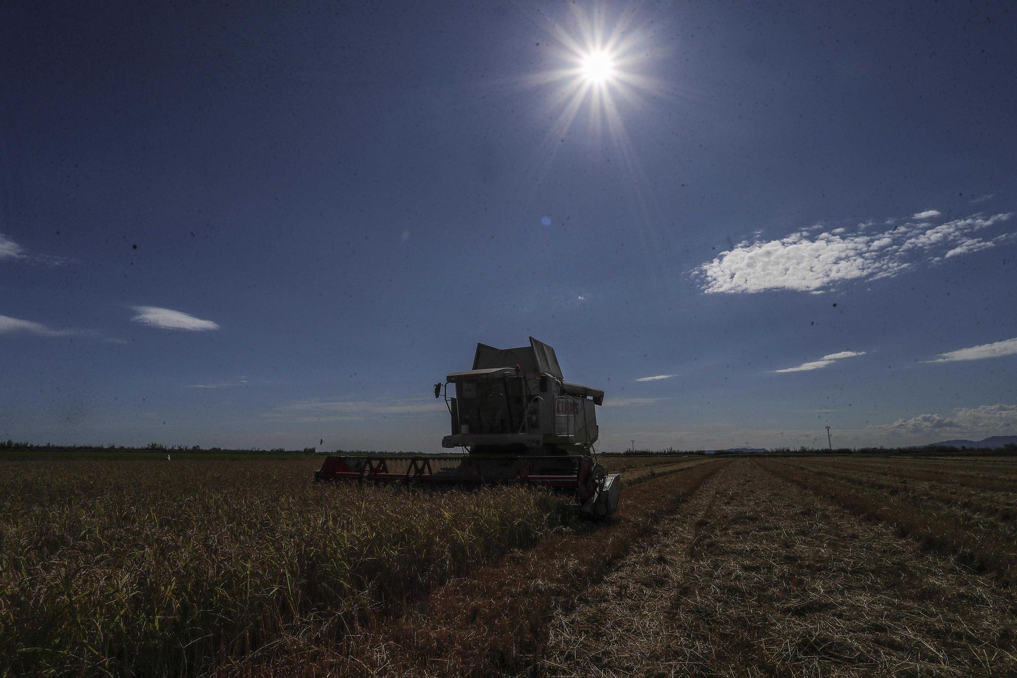 Comienza la siega del arroz en el Parque natural de La Albufera