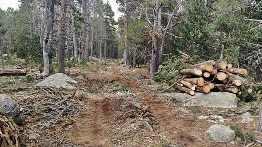 La zona del bosc de la Feixa, al municipi de Ger, on l&#039;Ajuntament ha promogut una tala