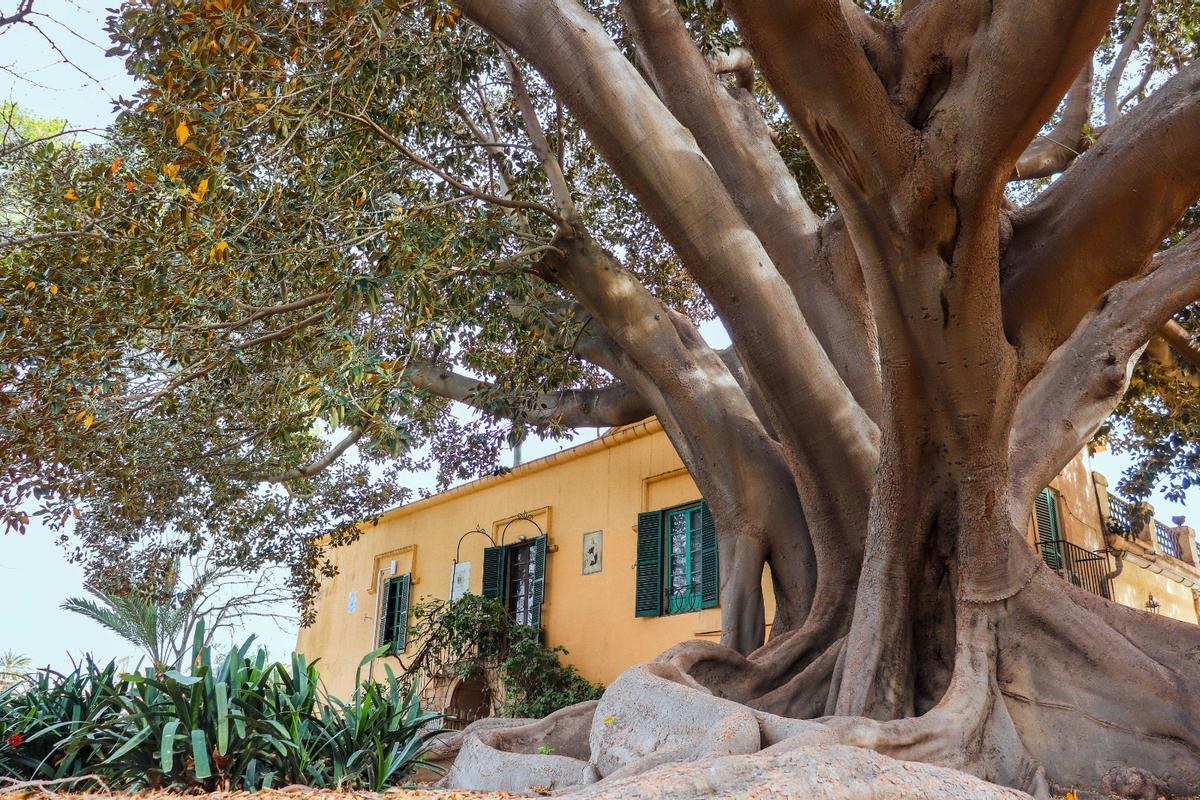 Ficus monumental de los Jardines de Santa Elena, ubicado en la Casa Ferraz.