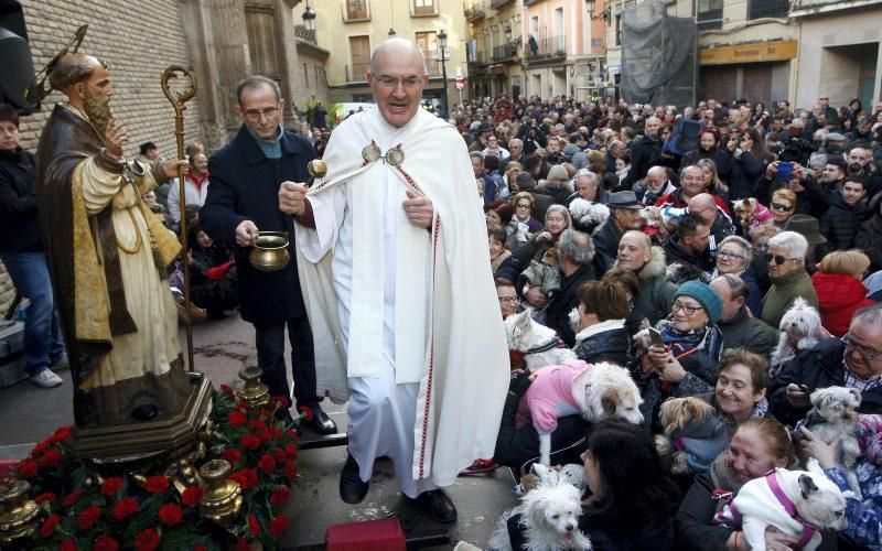 Celebración de San Antón, bendición de los animales