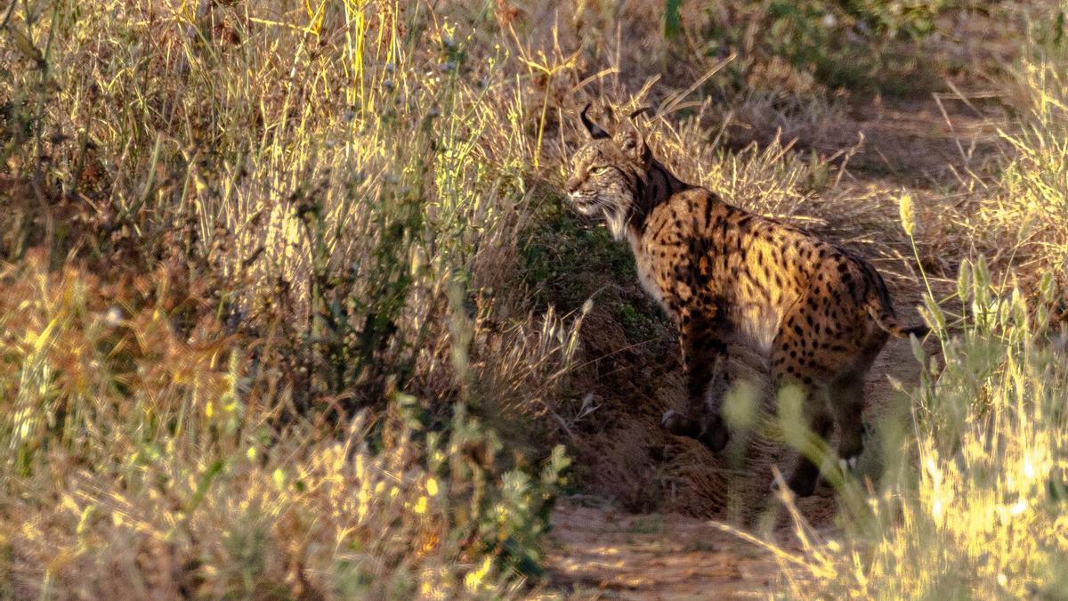 Ejemplar de lince ibérico en Doñana.