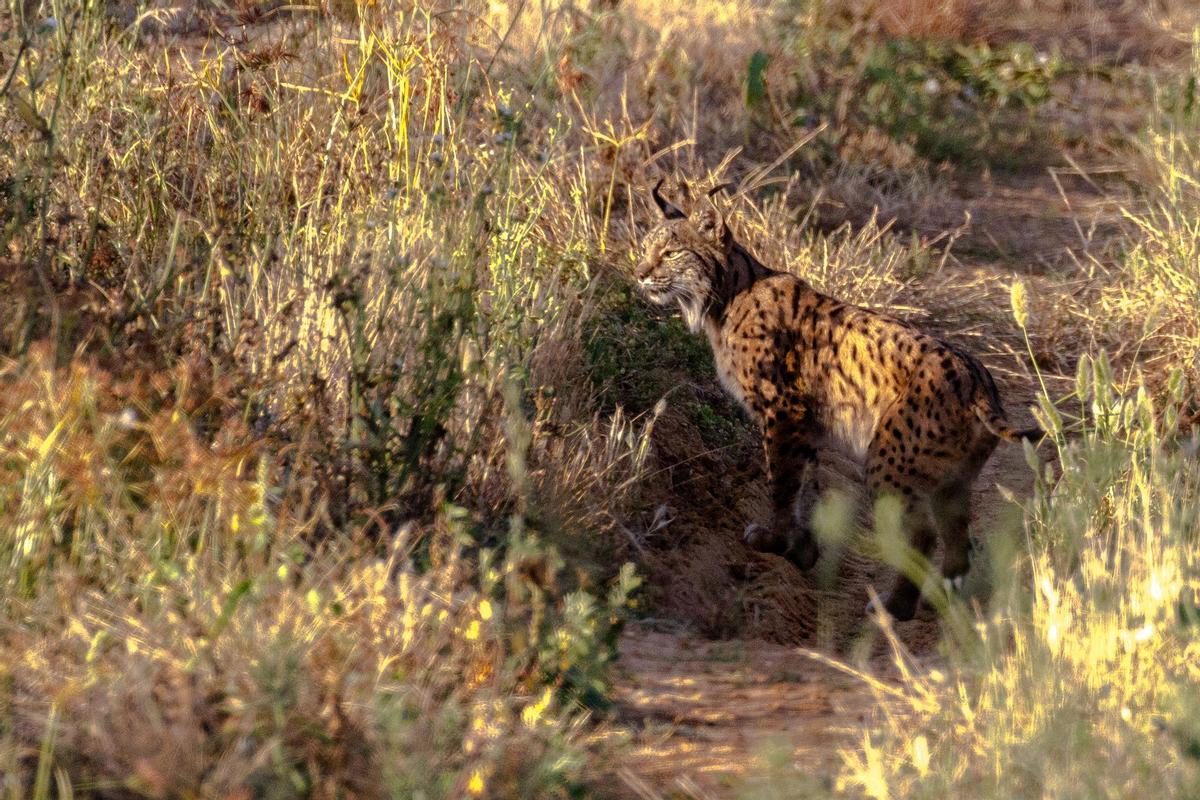 Ejemplar de lince ibérico en Doñana.