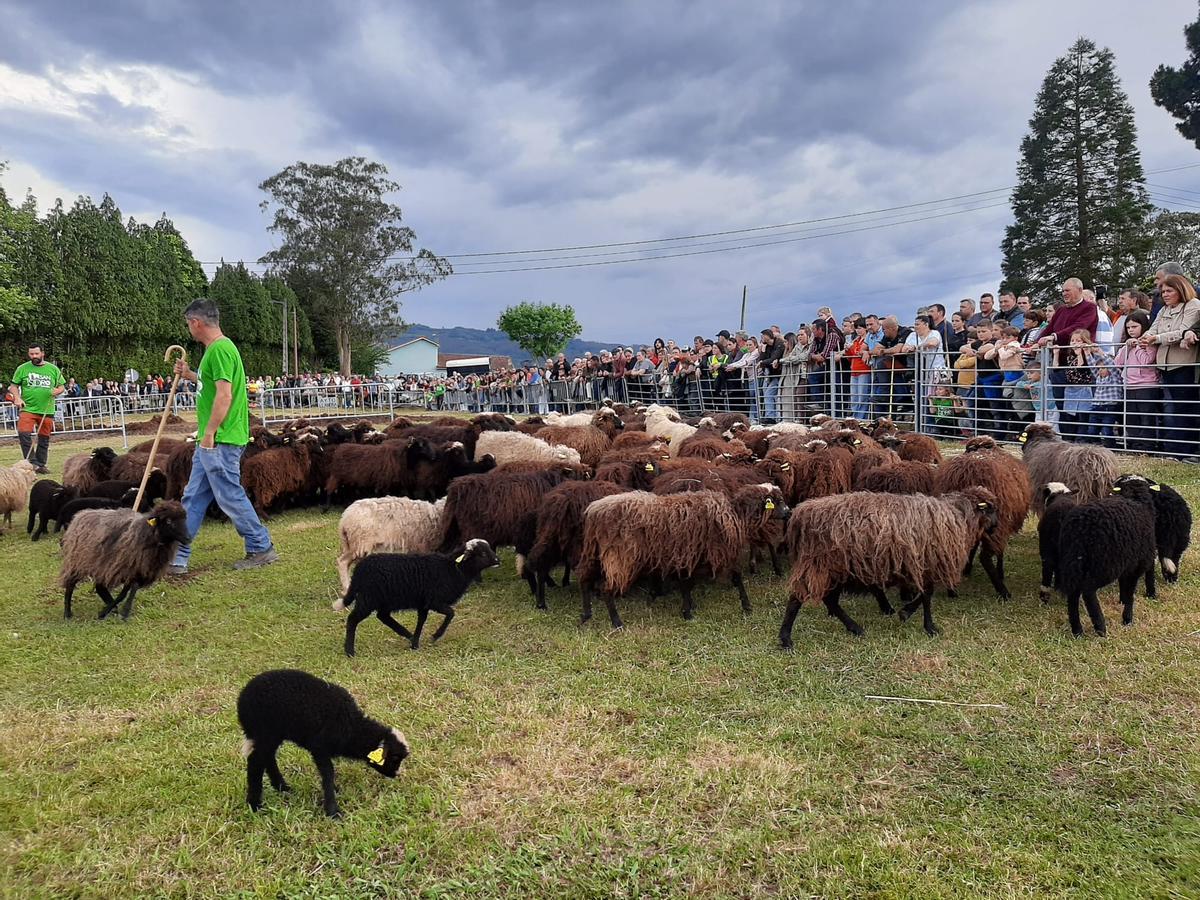 En imágenes: la exhibición de labranza y de pastoreo en Llanera