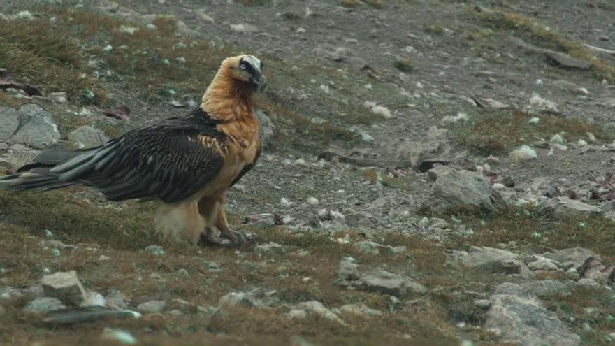 El Quebrantahuesos vuela sobre la Tinença