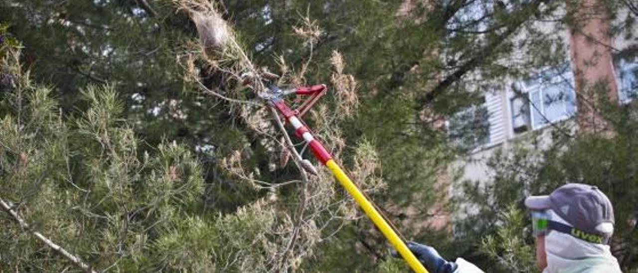 Personal especializado tratando los pinos afectados por la procesionaria en la ciudad.