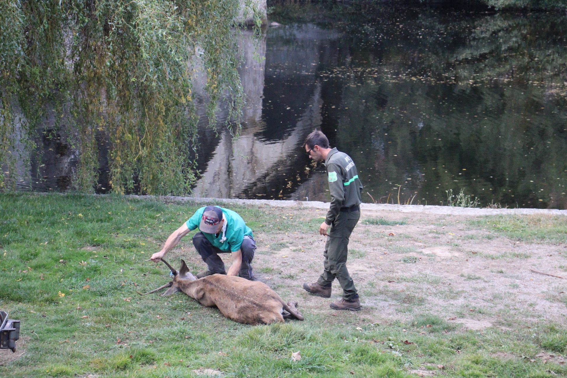 GALERÍA | Rescate de un ciervo enfermo en Puebla