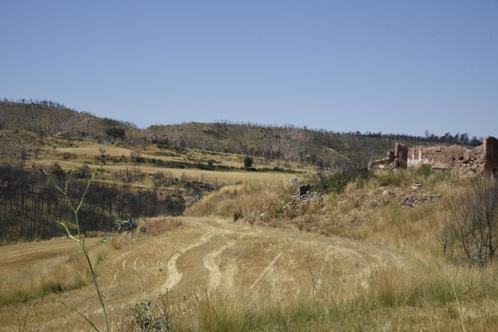 La zona afectada pel foc d'Òdena, un any després