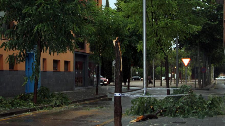 Arbre caigut a l&#039;avinguda Joan Sanmartí de Sant Fruitós de Bages.