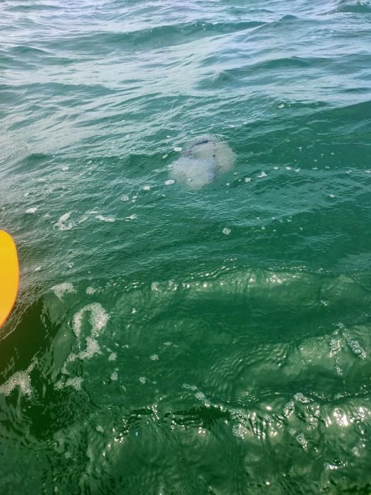 Avistan decenas de medusas en la playa de El Saler