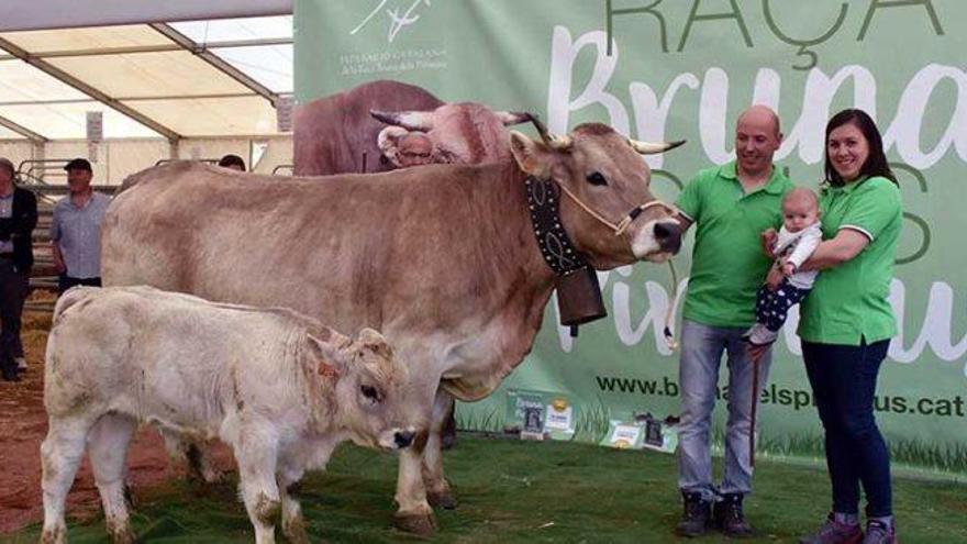 Una vaca i un vedell del Berguedà, els millors al concurs de raça bruna