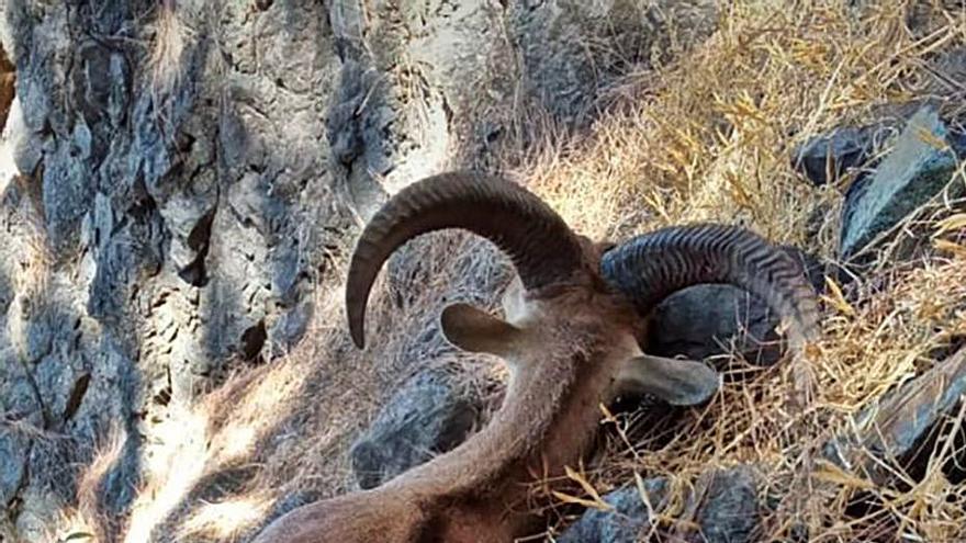 Arruí abatido y abandonado en el monte palmero. | | E.D.