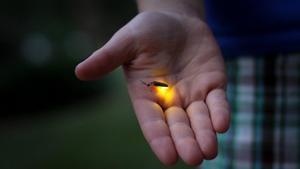 El brillo de las luciérnagas, también conocido como bioluminiscencia, se produce debido a una reacción química dentro de sus cuerpos