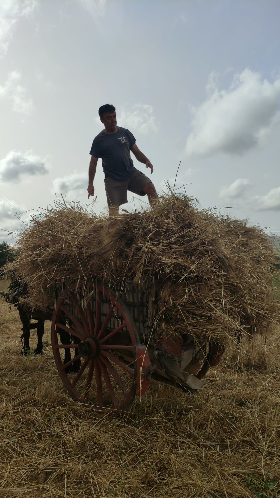 El trigo segado a la manera tradicional es el que se aventará y trillará en la &quot;Festa del batre&quot; del sábado