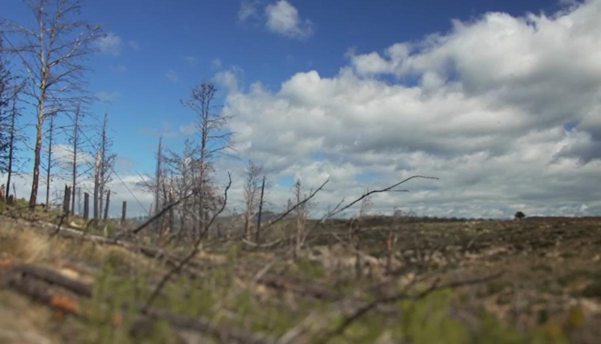 Estado del monte de Viver.