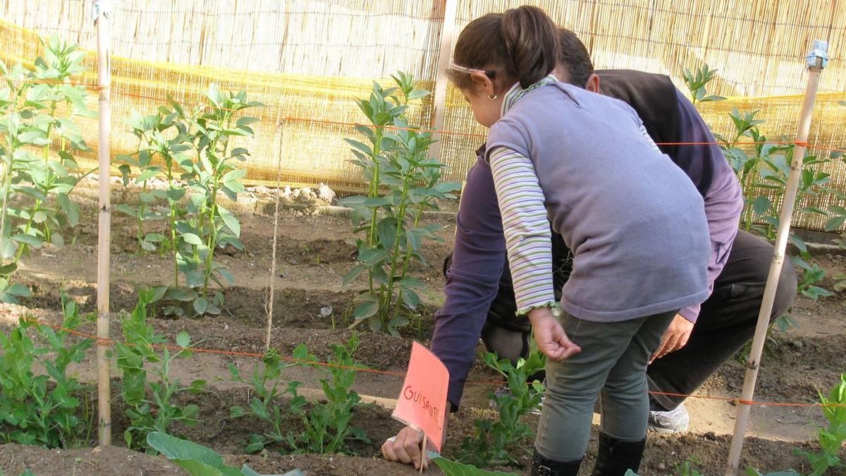 Los centros escolares que participan en el Programa de Educación Ambiental cultivarán variedades locales con métodos de cultivo ecológico.