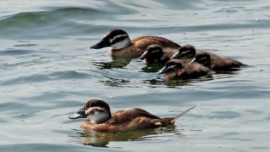 Un ave en peligro de extinción se reproduce en la depuradora de Cabezo Beaza